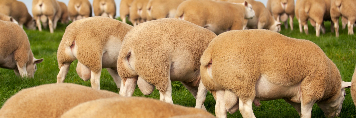 British Texel Sheep Society